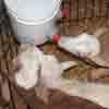 Bottlw lambs