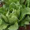 Romaine