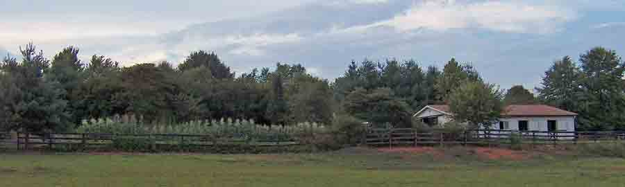 SFL Landscape