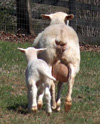 Ewe and lamb