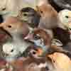 chicks