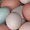eggs